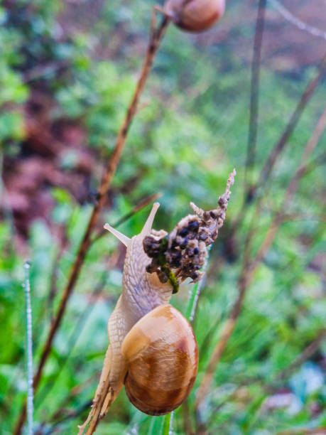 istock Snail close up photo 2169536963