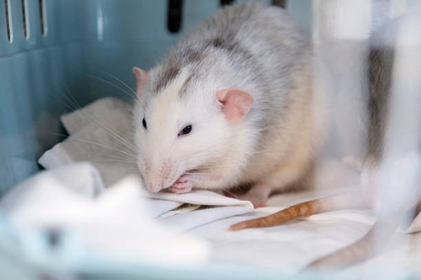 istock little cute rat on gray couch 2169537020