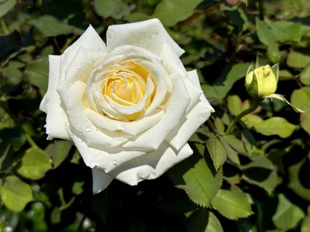 White rose flower close up. Flower texture of white petals on sunny day. Top view.