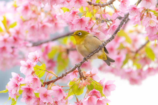 istock Spring Cherry Blossom Mejiro Bird 2169538148