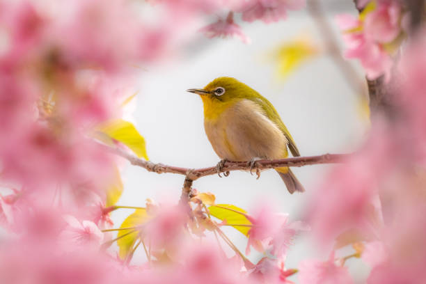 istock Spring Cherry Blossom Mejiro Bird 2169538156