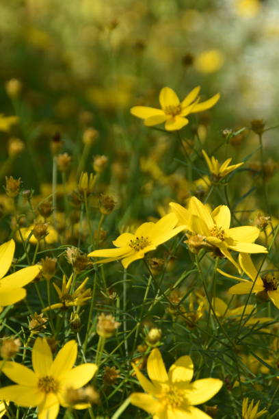 istock Flowers Like Stars 2169538217