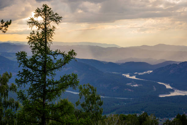 Beautiful landscape - mountain river and tree in sunset in Altai. High quality photo