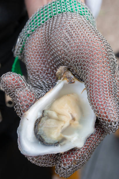 istock Fresh oysters being cleaned by hand in chainmail glove 2169539683
