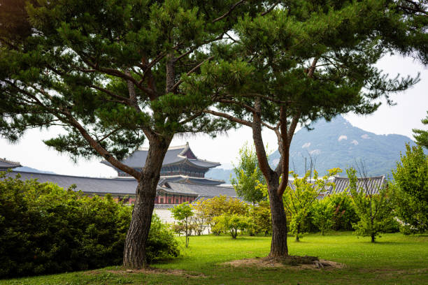 A tranquil garden scene featuring two lush pine trees framing a view of a traditional Korean palace with its iconic curved rooftops. The serene green landscape contrasts beautifully with the historic architecture, creating a peaceful ambiance that reflects Korea's cultural and natural harmony.