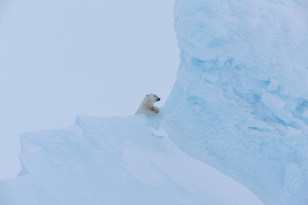 istock The canadian arctic and one polar bear 2169544209