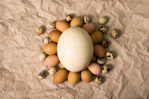 istock A large ostrich egg and many chicken and quail eggs on craft paper 2169548704