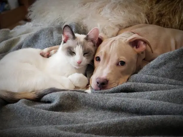 Puppy And Kitten Cuddling Puppy And Kitten Cuddling