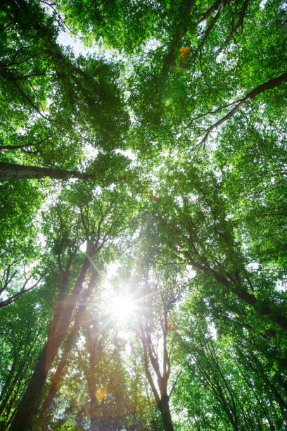 istock Forest trees. nature green wood sunlight backgrounds 2169551383