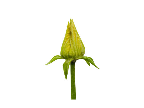 Benincasa hispida or wax gourd flowers on white background