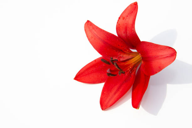 Background of beautiful flowers.