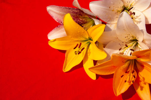 Background of beautiful flowers.