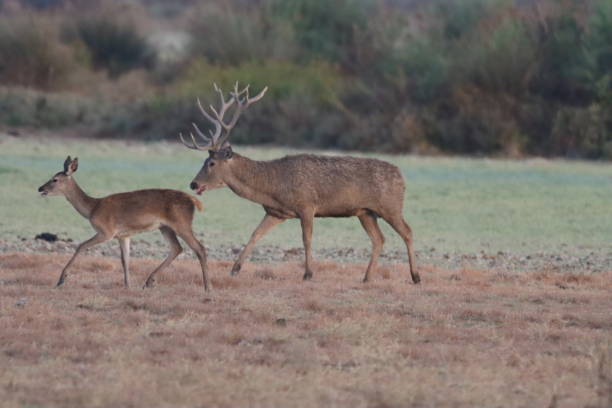 istock Berrea, Matting, deer, wild life, nature 2169561498