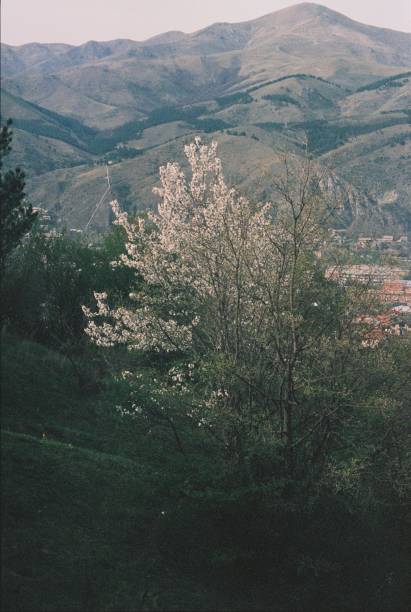 istock Serene Landscape with Blossoming Trees and Rolling Hills 2169564718