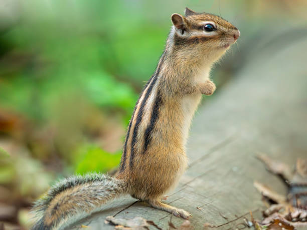 istock Chipmunk standing on its hind legs and looking around 2169565774
