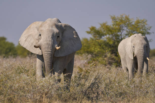 istock Bull African elephant grazing 2169567730