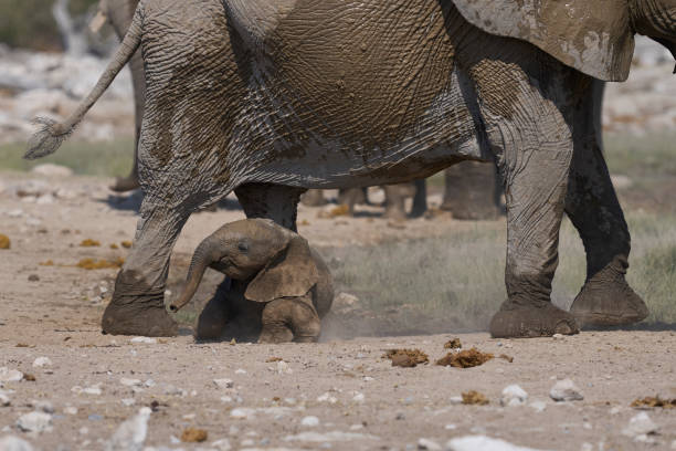 istock Herd of african elephant at a waterhole 2169567958
