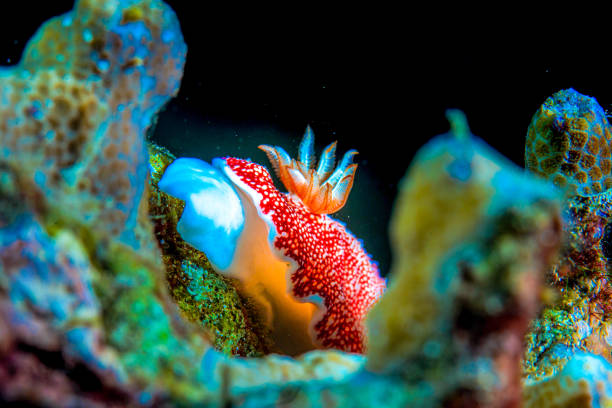 Bullock's Hypselodoris Hypselodoris bullockii occurs widespread in the tropical Indo-West Pacifix, max. length 7cm. This Sea Slug or dorid nudibranch has been mistaken for at least eight other species. This specimen was encountered in the Lembeh Strait, Indonesia1°27'38.166 N 125°13'34.284 E at 18m depth