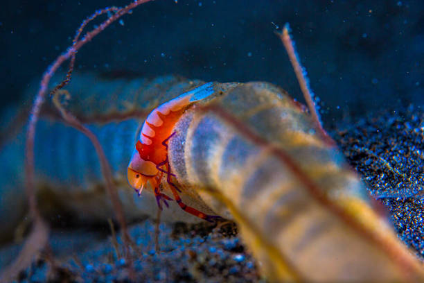 istock Philippines PG Island - Close-up of underwater creatures 2169568880