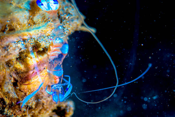 istock Philippines PG Island - Close-up of underwater creatures 2169568904