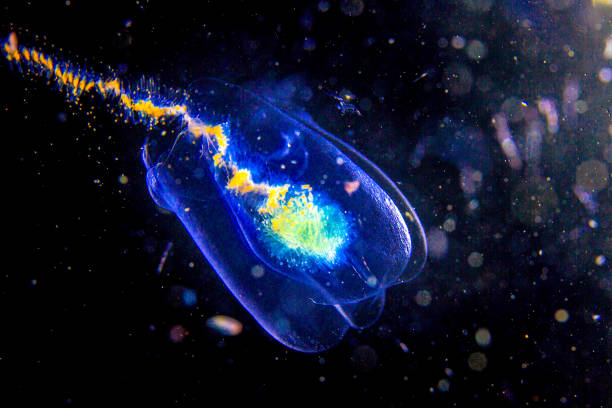 Naked Sea Butterfly or Sea Angel ( Common Clione) in Hokkaido,Japan