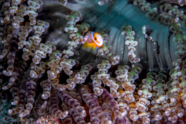 istock Philippines PG Island - Close-up of underwater creatures 2169568936