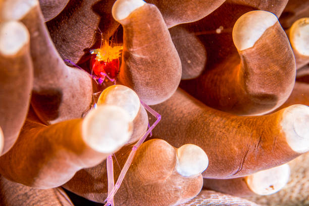 istock Philippines PG Island - Close-up of underwater creatures 2169569567