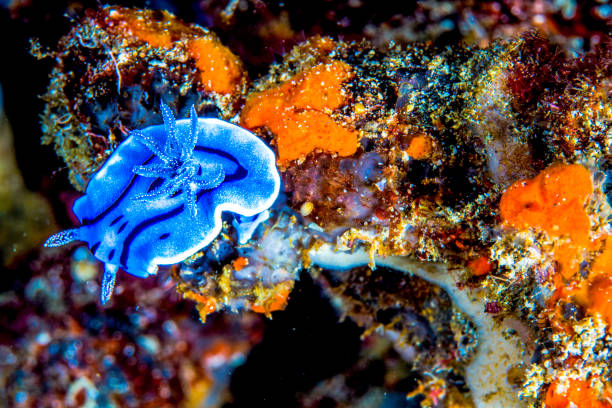 istock Philippines PG Island - Close-up of underwater creatures 2169569591