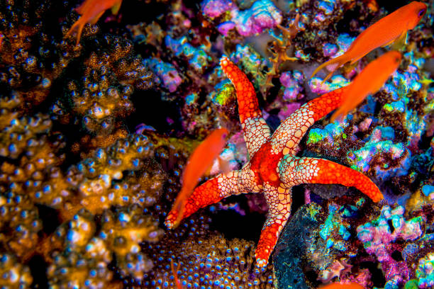 Philippines PG Island - Close-up of underwater creatures