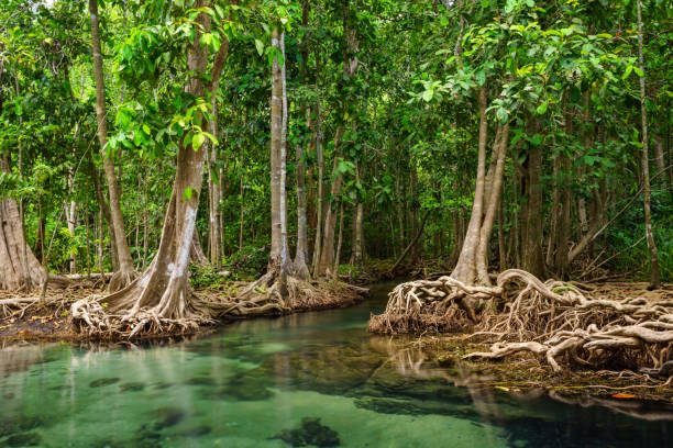 istock Tha Pom, the mangrove forest in Krabi, Thailand 2169570480