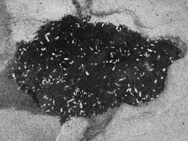 a large pothole was repaired with rougher asphalt and bird feathers got stuck to it