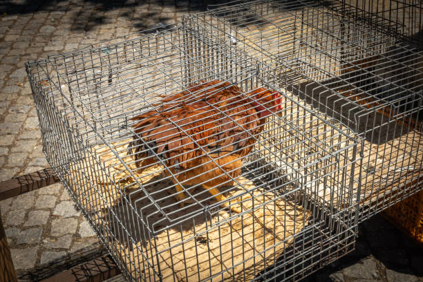 Caged and locked up brown chicken and iron cage for sale at a market in Trancoso Portugal