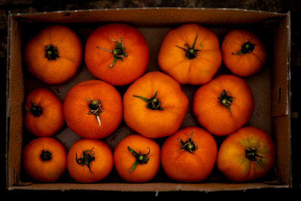 A crate of heirloom tomatoes for sale in Borough Market, a famous indoor produce market in Southwark, South East London.