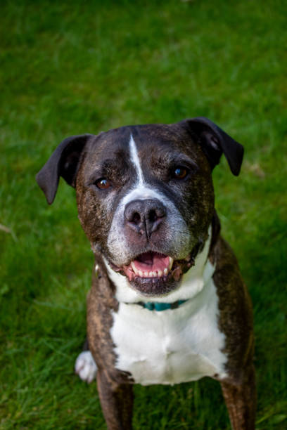 istock A model dog looking towards the camera. 2169581829