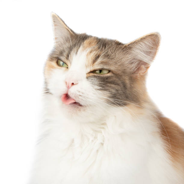 istock Fluffy long hair cat sitting isolated on the white background 2169584776