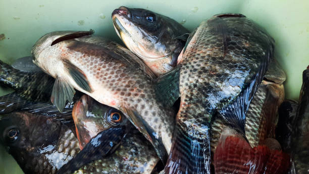 istock Fresh Catch of the Day 2169586727