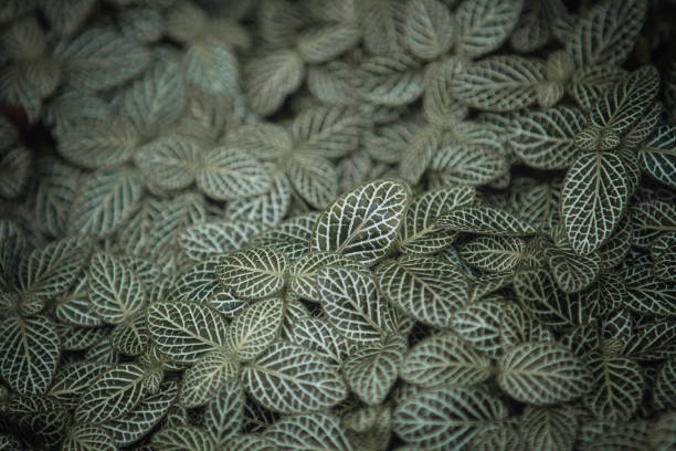 Close up shot f ground coverage greenery.