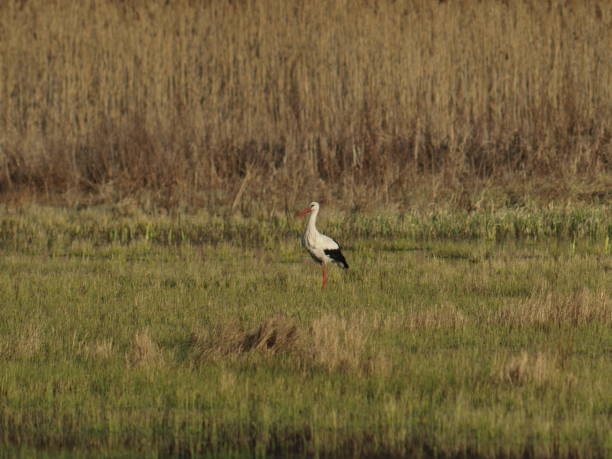 istock Stork bird walking in the meadow 2169591480