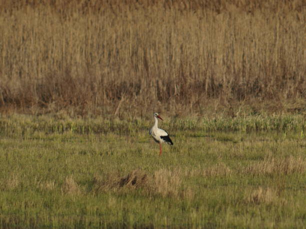 istock Stork bird walking in the meadow 2169591481