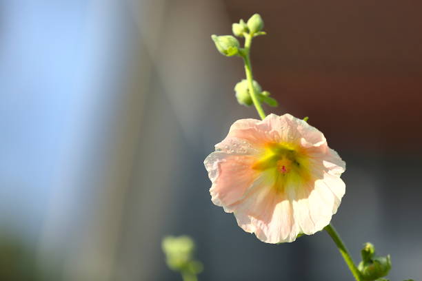 Close-up of Pink hollyhock flowers blooming in the garden. There are buds which are about to open in a day.