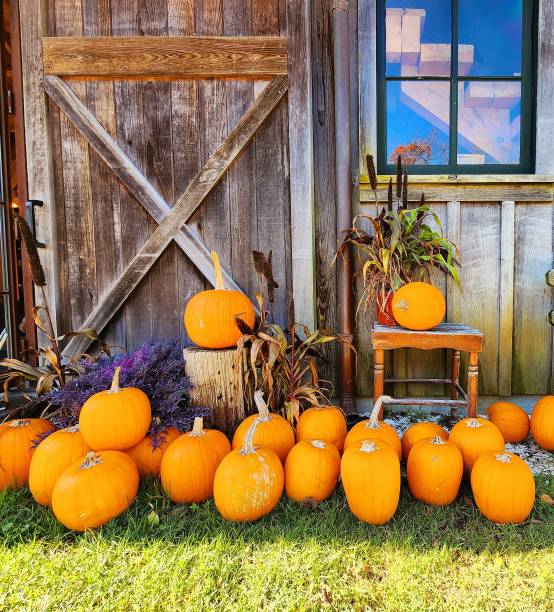 istock Colorful, Rustic Pumpkin Display for the Fall Season 2169594073
