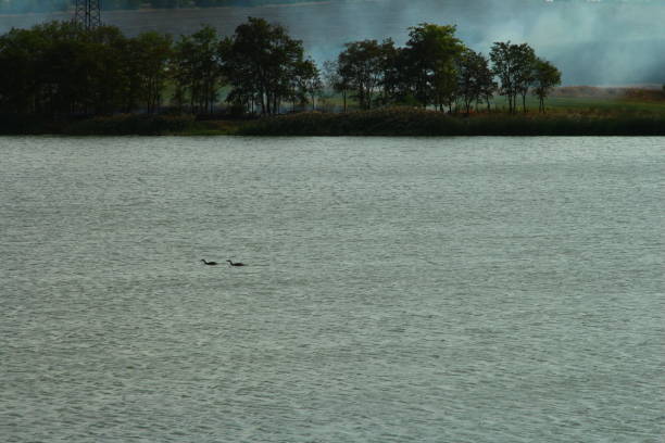 A group of ducks swimming in a lake. Water. Outdoor. Lake. Distance. Day