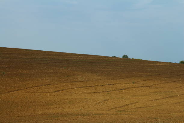 istock A grassy field with a tree in the distance 2169594791