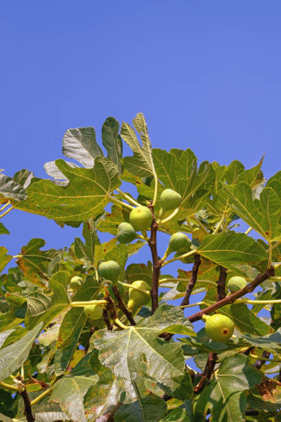 istock Branch of  fig tree  ( Ficus carica ) with leaves and fruit against blue sky on sunny day. Copy space 2169594807