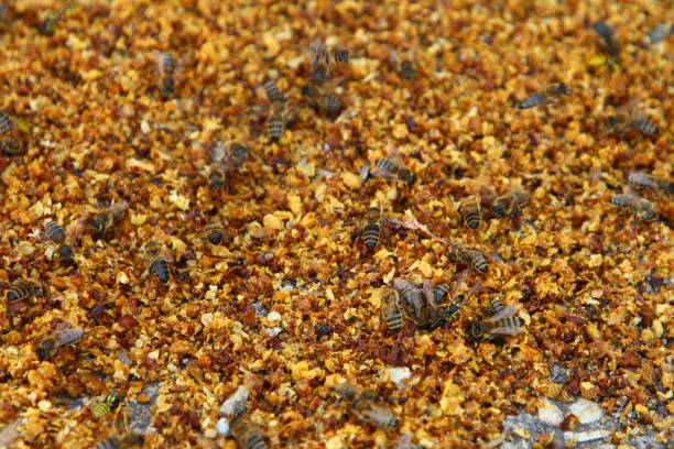 chinese medicine   semen momordicae, Momordica cochinchinensis