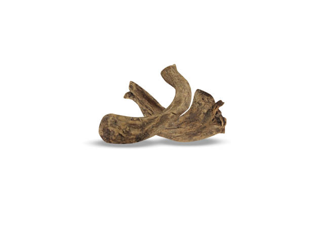 istock Saussurea or saw wort root 2169595792