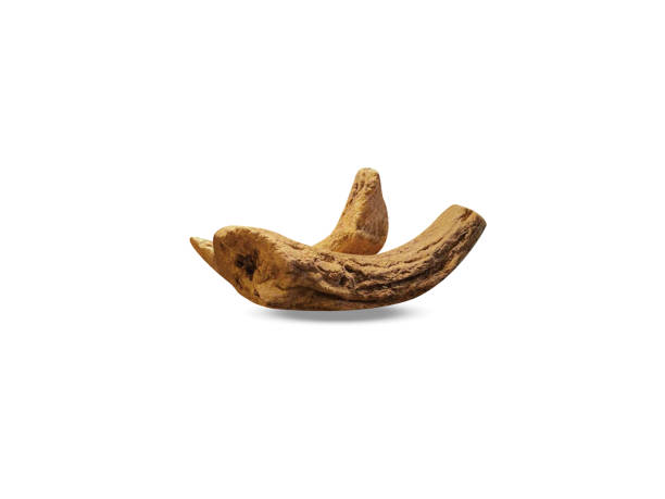 istock Saussurea or saw wort root 2169595844
