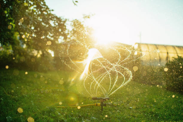 Sprinkler at back-yard in summer sunset