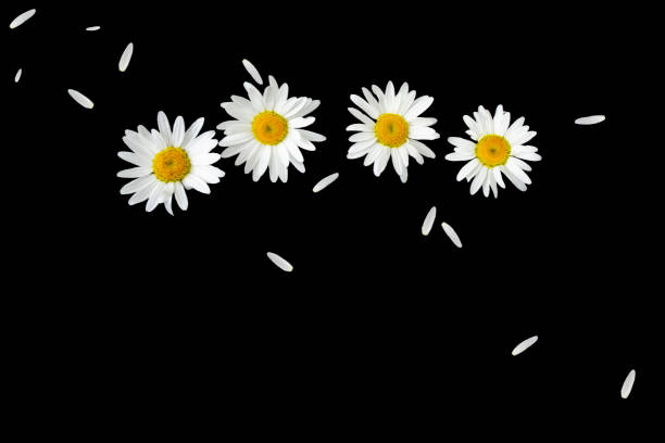 daisies summer white flower isolated on black background. Nature.