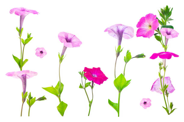 istock beautiful petunia flower isolated on white background. 2169599653